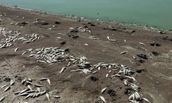 Kahramanmaraş'ta Sır Barajı'ndaki balık ölümleri araştırılıyor