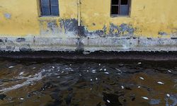İzmir Körfezi'nde balık ölümleri sürüyor