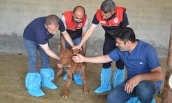 Muş'ta büyükbaş hayvan sayısı devlet desteğiyle artıyor