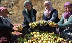 Manisa'da kadınların hünnap mesaisi başladı