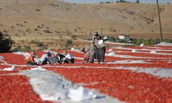 Elazığ'dan ihraç edilen kurutulmuş domates dünya sofralarına lezzet katıyor