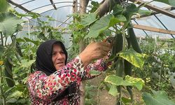 Ev hanımı devlet desteğiyle kurduğu serada üretim yapıyor