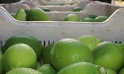 Limon hasadı 25 ve 27 Eylül tarihlerinde başladı