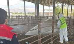 Iğdır’da açılan hayvan pazarı 2 hafta sonra tekrar kapatıldı