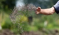 Türk tohumculuk sektörünün hedefi dünyada ilk 5'e girmek