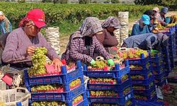 Sarıgöl’de üzüm hasadı aralıksız sürüyor