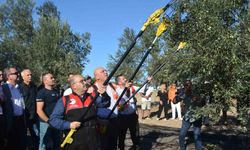 Yılın ilk zeytinyağı üretimi yapıldı