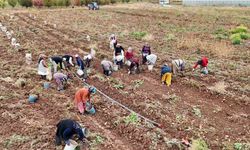 ’Akademik’ patateslerin hasadı başladı