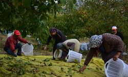 Emekliliğin ardından köyüne dönüp ceviz üretimine başladı