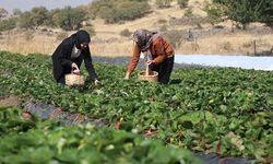 Gelin görümce Erciyes eteklerindeki atıl ata topraklarını çilek bahçesine dönüştürdü