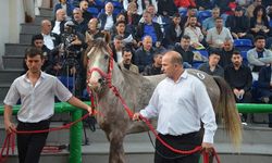 TİGEM'in açık artırmasında Arap tayı 5 milyon 250 bin liraya satıldı
