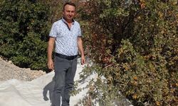 Malatya’da şifa deposu alıçta hasat devam ediyor