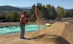 Sinop, çeltik üretiminde Türkiye’de 6’ncı sırada