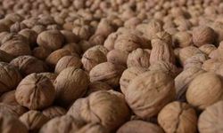 Denizli’de sezonun ilk ceviz hasadı Tavas’ta yapıldı