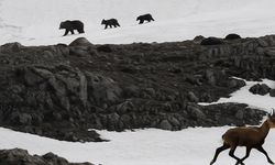 Munzur Dağı’nda nefes kesen anlar