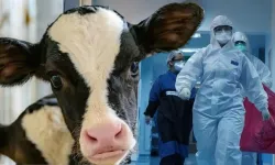 Deli dana hastalığı nedir, belirtileri neler? Deli dana hastalığı tedavisi var mı?