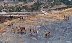 Kastamonu'da sürü halinde gezen kızıl geyikler doğal ortamında görüntülendi