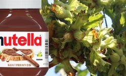 Karadeniz'de 'Nutella' krizi! Fındık alımlarını durdurdu