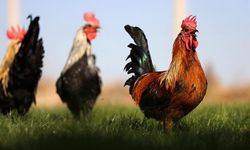 Denizli horozunun ırkı Konya'daki enstitüde korunuyor