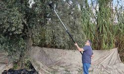 Aydın’da yağışların ardından zeytin hasadı başladı