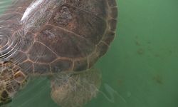 Caretta caretta "Tuba" ikinci dünya turunda 7 bin kilometre katetti