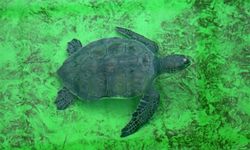 Küresel ısınma caretta caretta yavrularının cinsiyetini de etkiledi