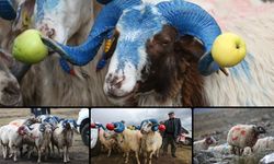 Kars'ta süslenen koçlar "çoban bayramı"yla sürüye katılıyor