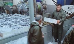Karadeniz’de hamsi bolluğu
