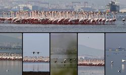 İzmit Körfezi'ndeki dip çamuru temizliği biyoçeşitliliği artırıyor