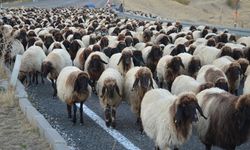 Göçerlerin yaylalardan dönüş yolculuğu sürüyor