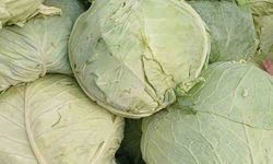 Muş lahanaları Diyarbakır’da tezgahlarda yerini aldı