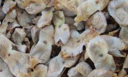 Mersin’de incir sezonu sona erdi, üreticisinin yüzü güldü