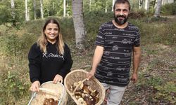 Sinop'ta "fesleğen mantarı" yöre halkına gelir kapısı oluyor