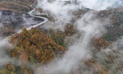 Ordu'da etkili olan sis sonbahar renkleriyle güzel görüntü oluşturdu