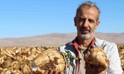 Kahramanmaraş’ta şeker pancarı sökümü başladı