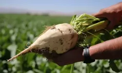 Şeker pancarı alım fiyatı ne kadar oldu? 2025-2026 1 ton şeker pancarı fiyatı kaç TL oldu?