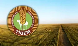 TİGEM mevsimlik işçi alımı başvurusu nasıl yapılır? Tarım İşletmeleri Genel Müdürlüğü personel alımı ve kadro dağılımı