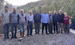 Antalya’da coğrafi işaretli çekirdeksiz narın hasadı başladı