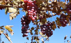 Mardin'de 120 dönüm atıl arazide modern bağcılık yapılıyor