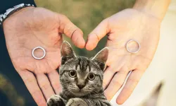 Boşanma davasına kedi girdi: Hakim ‘10 yıl nafaka’ deyince herkes şok oldu!