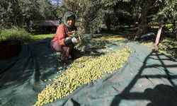 Sofralık zeytin "yok yılı"nda kalitesiyle sevindirdi
