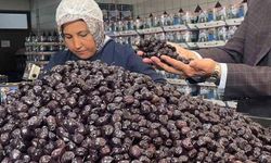Her 6 sofralık zeytinden birini Bursa ve Balıkesir üretecek