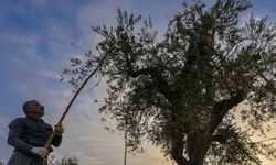 Gaziantep ve bölgede zeytin hasadı başladı