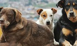 İçişleri Bakanı Mustafa Çiftçi'den 'sokak köpekleri' açıklaması: 'Eylül ve Ekim aylarında...'