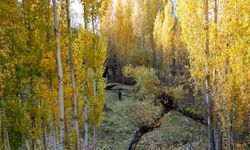 Bitlis'in doğal güzellikleri sonbahar renklerine büründü