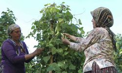 Mersin’de atalık tohumlar gelecek nesillere aktarılıyor