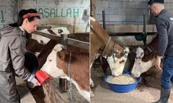 Giresunlu genç çift devlet desteğiyle mandıra kurdu