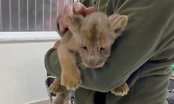 Yasa dışı yollarla Türkiye’ye getirilen Afrika aslanı yavrusuna el konuldu