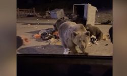 Bursa'da ayının bir araca saldırdığı anlar kamerada