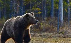 Ayı saldırılarına karşı ek bütçe